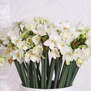 Paperwhite Daffodils, Narcissus Paperwhite, Daffodil Paperwhite, Daffodil ''Paperwhite', Tazetta Daffodil ''Paperwhite', Spring Bulbs, Spring Flowers, fragrant daffodil, daffodil for indoor forcing
